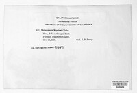 Melampsora bigelowii image